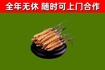宁远回收散虫草