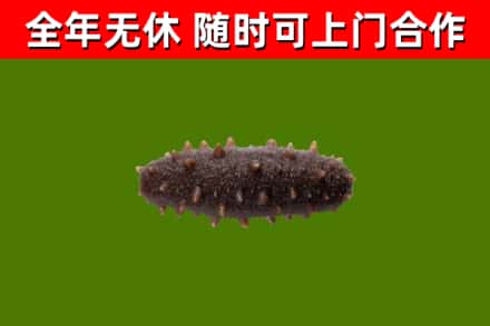 宁远烟酒回收干海参.jpg